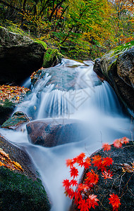 深林背景素材森林公园里的山谷溪水背景