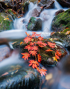 青苔ps素材森林公园里的溪水红叶背景