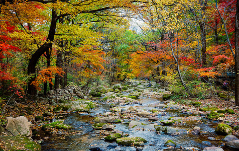 中国风山涧森林公园美丽的秋色背景