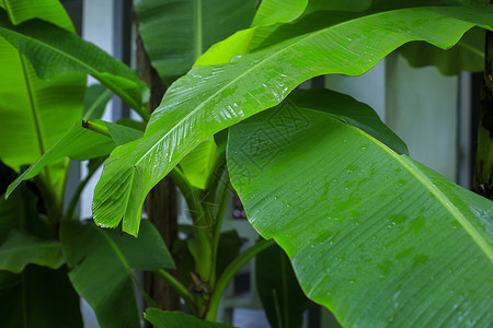 芭蕉叶热带植物小芭蕉高清图片