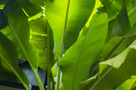 热带芭蕉树叶芭蕉叶背景