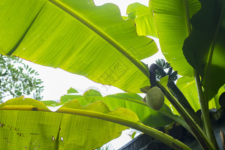 热带芭蕉树叶芭蕉叶背景