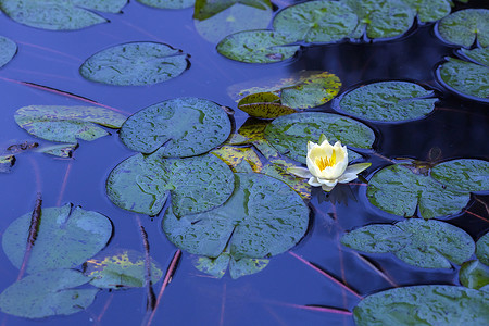 荷花池中的睡莲盛开背景图片