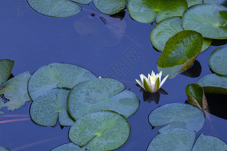 荷花池中的睡莲盛开图片