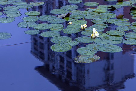 中国风睡莲荷花池中的睡莲盛开背景