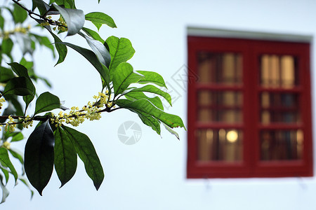 扁平化桂树中国风的桂花背景