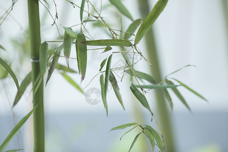 水墨昆虫中国风极简竹子背景