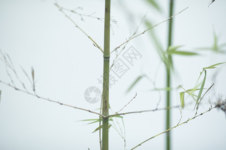 绿色水墨草中国风极简竹子背景