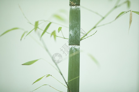 水墨竹子与老虎中国风极简竹子背景