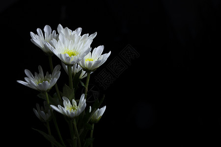 前的一束菊花背景图片