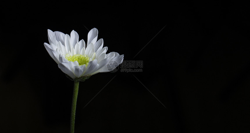 含苞待放的一朵菊花图片