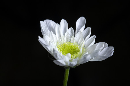 有露水的白色菊花特写背景图片