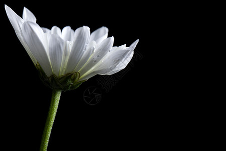 白色菊花正侧面图背景图片