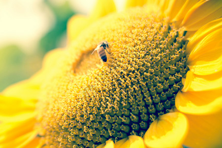 向日采蜜向日葵蜜蜂日高清图片