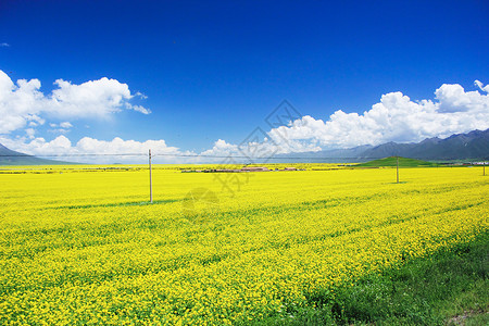 青海门源油菜花背景图片