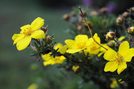 青海门源黄色小花朵背景图片