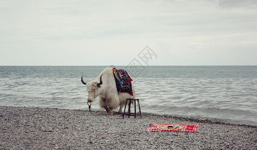 青海湖边牦牛高清图片