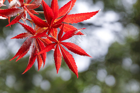 枫叶背景大叶植物三色高清图片