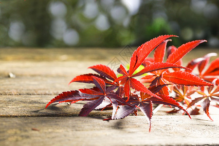 枫叶背景秋季红色树木高清图片