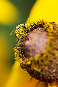 辛勤蜜蜂梦幻花蕊上的蜜蜂背景