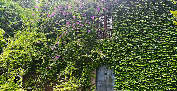 鲜花门长满鲜花的房屋背景