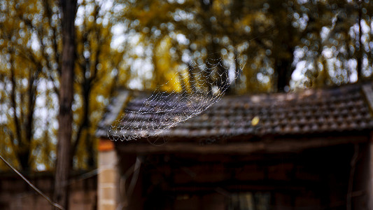 秋凉秋雨后的蜘蛛网背景