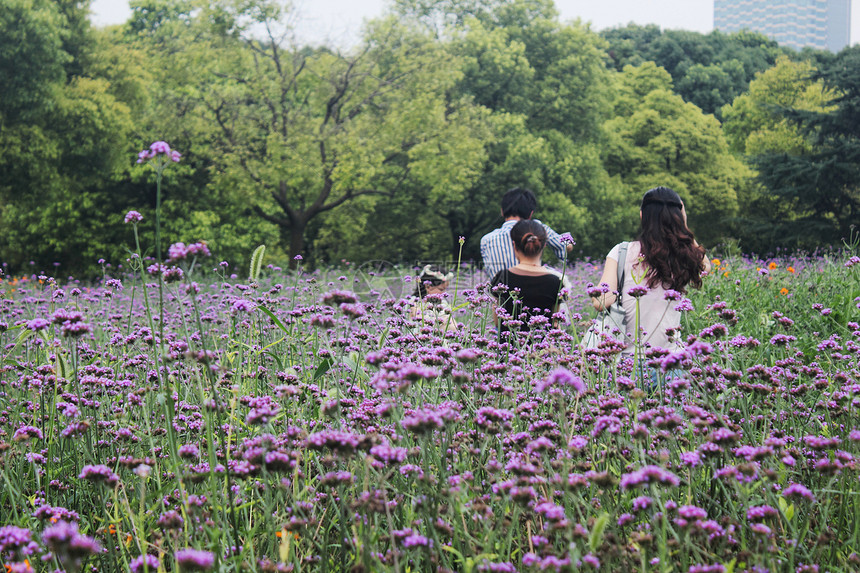 紫色花丛中图片