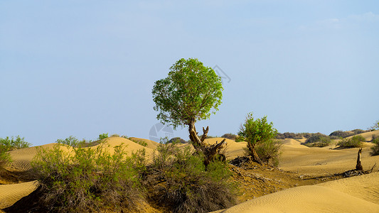 新疆塔克拉玛干大沙漠图片
