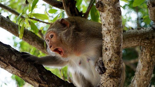 越南下龙湾猴岛母猴愤怒背景图片