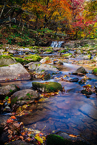 山涧溪水森林公园秋色红叶背景
