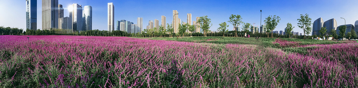 薰衣草庄园与城市高楼全景图片