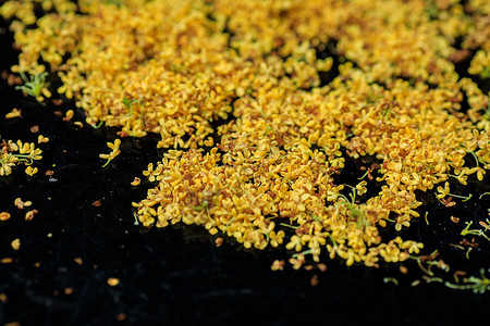 桂香芒深秋桂花香背景