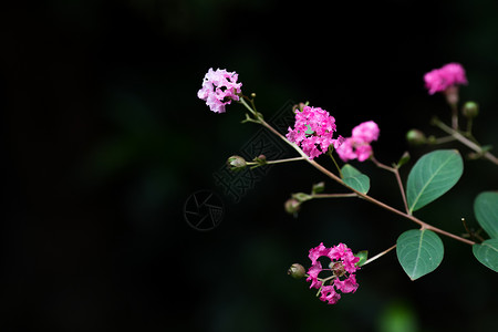 简约的花朵背景图片