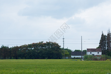 粮田新农村的稻田背景