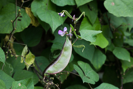 绿色植物豆类农家蔬菜扁豆背景