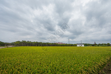 粮田新农村的稻田背景