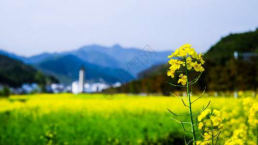 江西婺源油菜花江南春季油菜花田背景