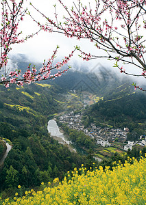 春天油菜花开图片