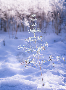 小树植物冬天美丽的雪景一棵小树背景