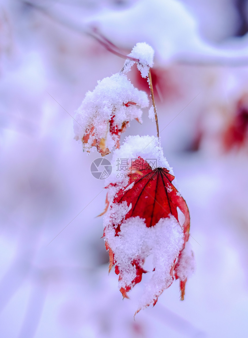 雪中枫叶图片