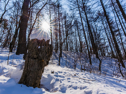 冬天浪漫的雪景下的森林背景图片