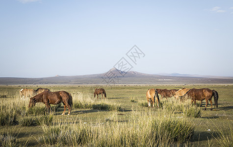 金秋草原上的马儿图片
