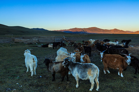 秋天草原上的羊群图片