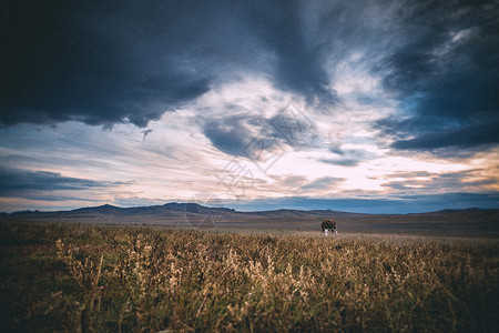 蒙古景色秋天草原上的美丽景色背景