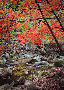 秋天美丽的红枫图片