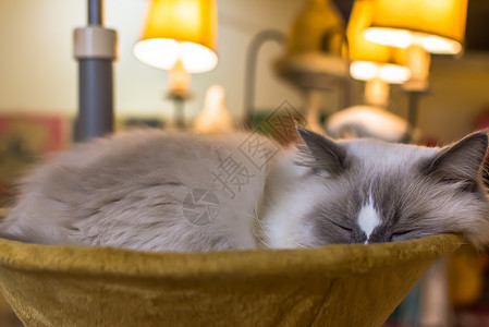 唯美灰色睡眠中的猫咪背景背景