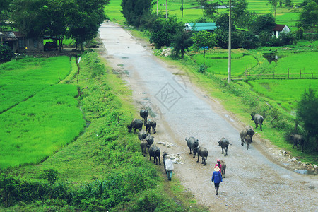 越南农村走在乡间的小路上背景