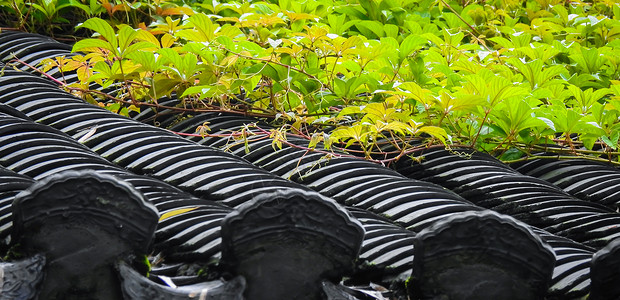 爬满藤曼植物植物的屋顶瓦片高清图片