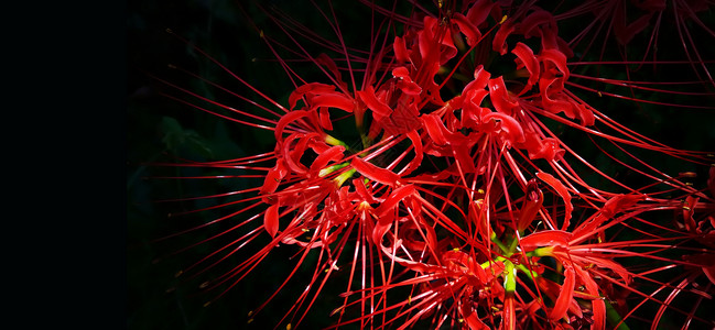 灿烂的花朵红色的花背景