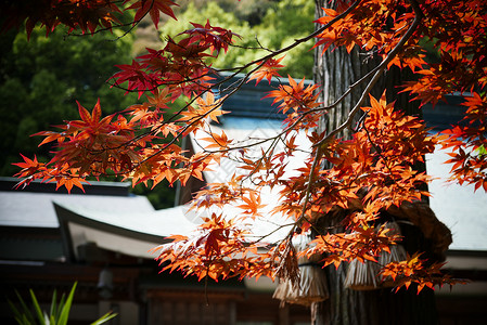 日本秋叶背景图片